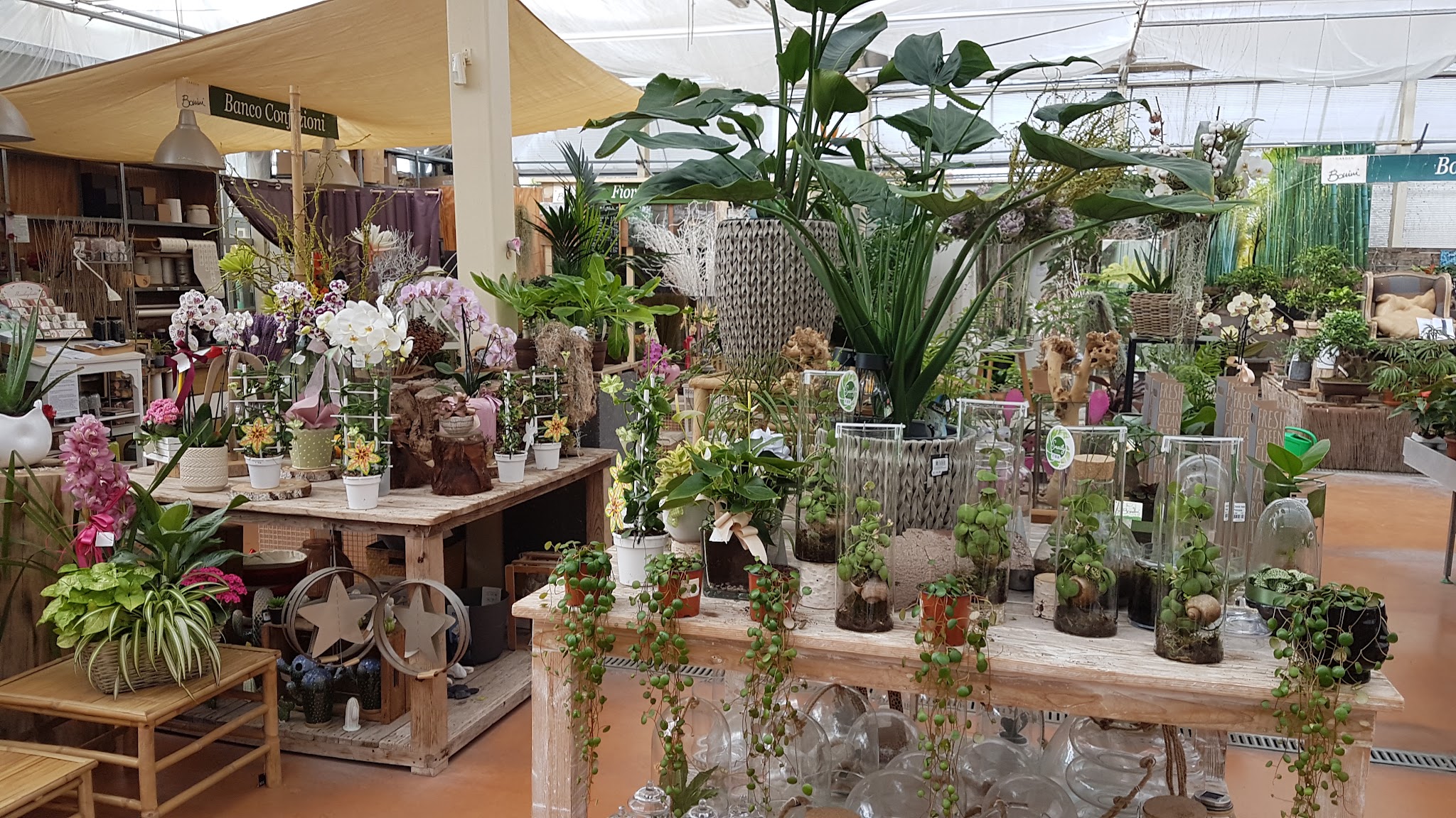 Piante da interno e oggettistica nel Garden